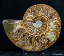 Inch Split Ammonite Pair #2630-3